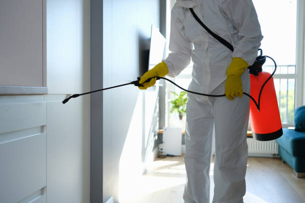 Best DIY Mold Remediation Support Services in Poplar Plains, CT
