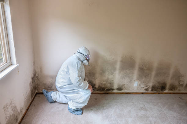 Best DIY Mold Remediation Support Services in Poplar Plains, CT