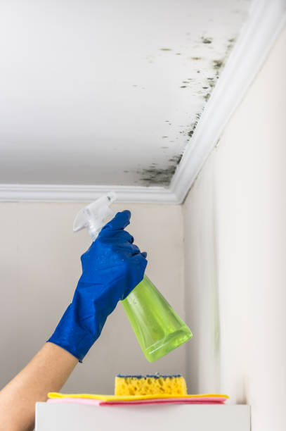 Best Mold Remediation for Schools in Poplar Plains, CT